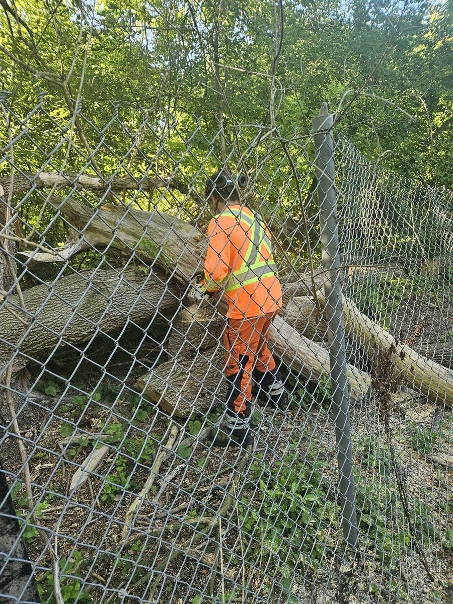 Crew member clearing fallen tree debris along a fence line during a vegetation management project