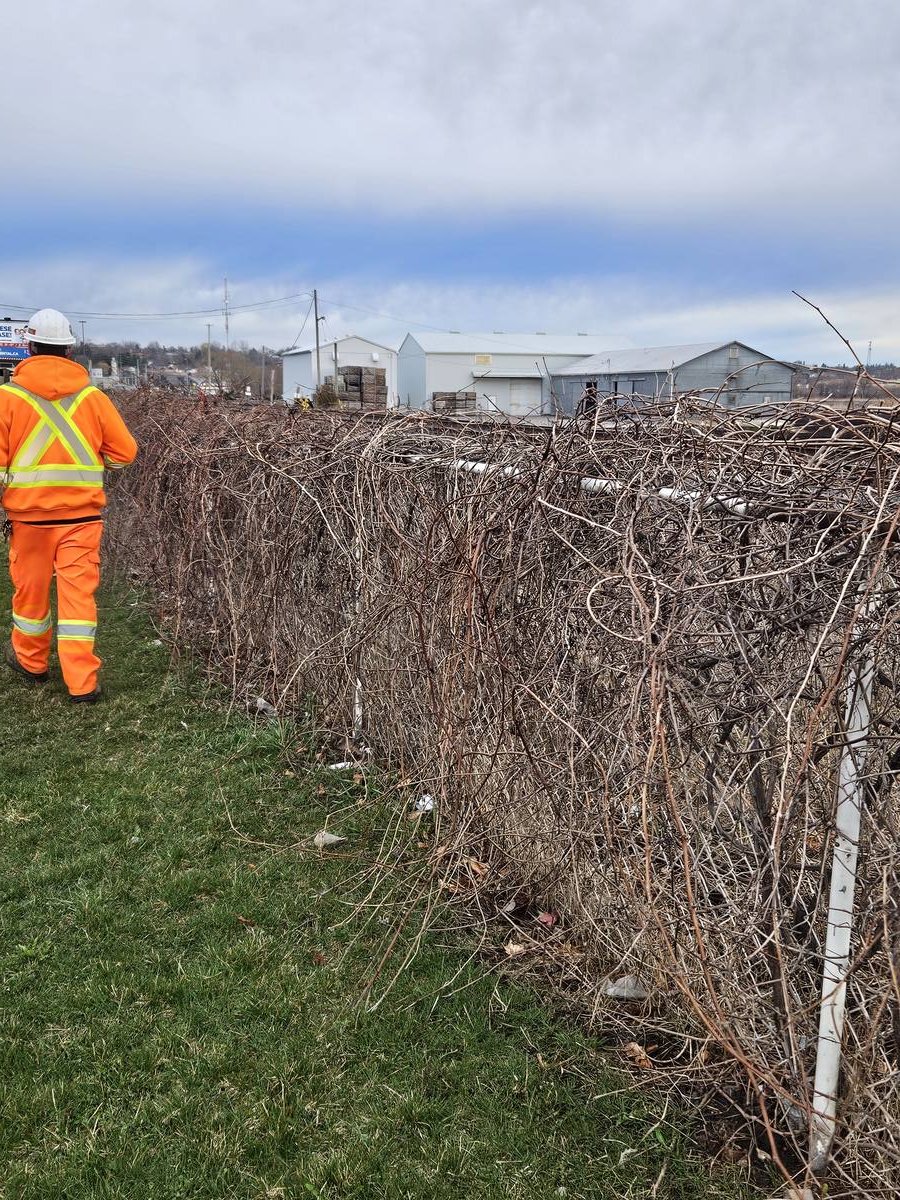 Crew member walking a cleared hedge row along an industrial property line